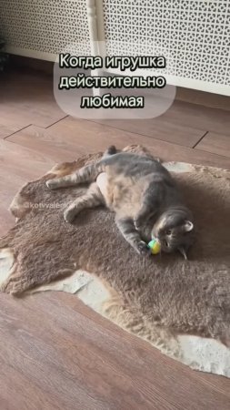 Любимая игрушка  #котики #котвваленках