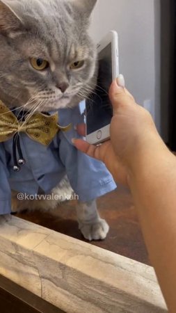 #котики #котвваленках