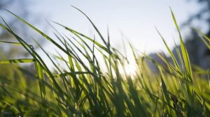 Песня мир- моя мечта