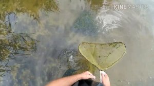 Как ловить креветок.