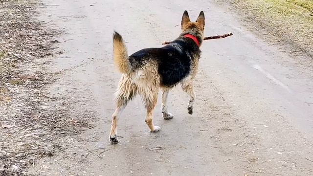 Сезон купания открыт! Утка короче. смотреть онлайн