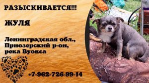 Пропала собака! ЖУЛЯ. Ленинградская обл., Приозерский р-н. река Вуокса.