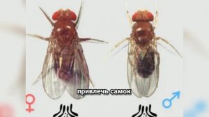 Почему именно дрозофила? Как маленькая муха изменила мировую науку