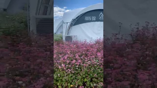 Всероссийский день поля / сельское хозяйство / Волгоградская область / апк / новости