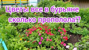 Цветы🌺на🌺клумбе🌺не видно,всё🌿в🌿траве #сад огород #цветы #влогикаждыйдень #жизнь инвалида