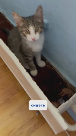 Котик нарвался на гвоздь?