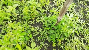 Мой Лабубу! Влог обо всём🧐