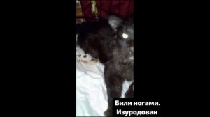 Бездомного кота жестоко избили. И оставили на улице умирать.