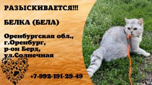 Пропала кошка! БЕЛКА (БЕЛА). Оренбургская обл, г.Оренбург