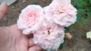 Канадская роза MORDEN BLUSH