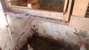 3 июля, ждём пополнение в хозяйстве