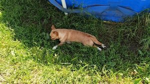 Провожаем Анжелику в НОВЫЙ дом 03/07/25 #купитьчихуахуапродам 89215950848