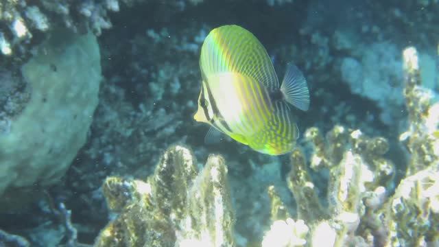 Zebrasoma desjardinii, juvenile . «Чокнутое» солнышко. Красное море. Шарм-эш-Шейх. Шаркс-Бей. 2025