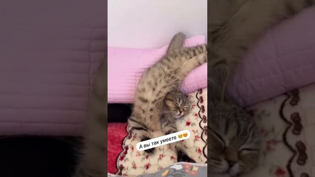 А вы так умеете?