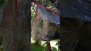 03.07.25. починила ближнюю кормушку для белочек и синиц