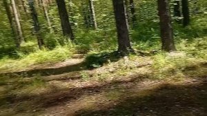 новый видео в Всеволожского района