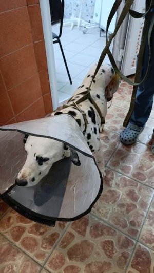 Лотос просит помощи в оплате лечения