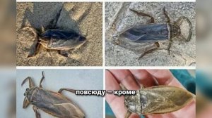 Гигантский водяной клоп Белостома — ЖУТКИЙ хищник с уникальным образом жизни!