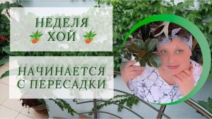 Неделя хой начинается с пересадки.