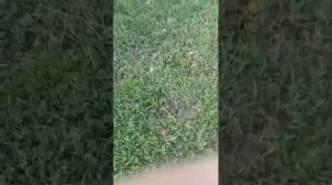 площадка у клуба разные дела.