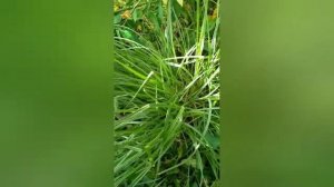 ЧУФА - тигровый орех!!! Вкус, сбор, выращивание,  хранение, польза и рецепт молочка - смотрим!!!