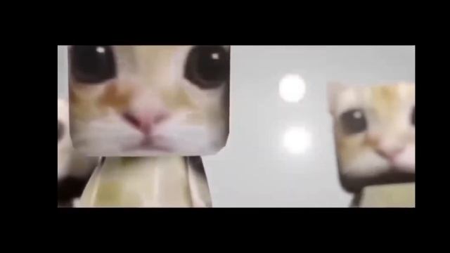 Топ 6 мемов с Котами😺 смотреть онлайн