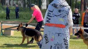 ЩЕНКИ КОБЕЛИ / КЧК ЗАРЕЧНЫЙ 22 июня`25 Ю.Скиба Моно немецких овчарок