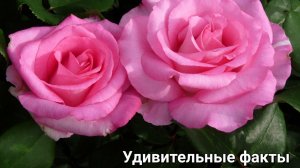 🎥 Удивительные факты о розах! 🌹