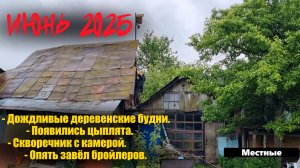 Дождливый июнь. Появились цыплята!