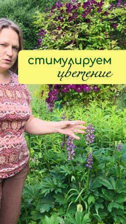 Стимулируем ПОВТОРНОЕ ЦВЕТЕНИЕ