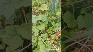 1000553954.mp4 Подкормка для овощей из молока и дрожжей.