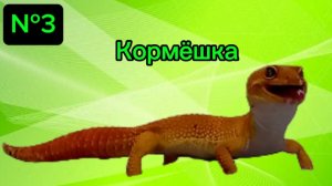 Кормёшка эублефара №3
