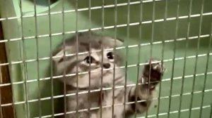 Семейка вислоушек на помойке