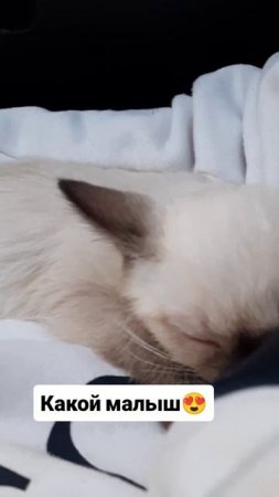 Какой малыш 😍