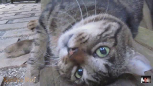 Кот смотреть онлайн