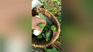 Огород на 20 июля! Идем, Смотрим. Цветы, лук, результат тепличного чуда.)))