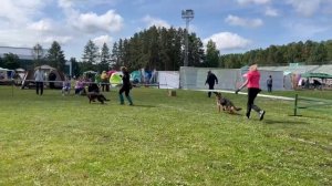 БЕБИ СУКИ / КЧК ЗАРЕЧНЫЙ 22 июня`25 Ю.Скиба Моно немецких овчарок