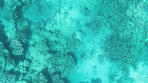 Осьминог. Красавец и великий актёр пантомимы Ося. Красное море. Шарм-эш-Шейх. Шаркс-Бей. 2025