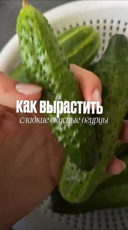 КАК ВЫРАСТИТЬ ВКУСНЫЕ И СЛАДКИЕ ОГУРЦЫ?