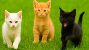😹Милые котята мило мяукают, чтобы найти друзей🔥