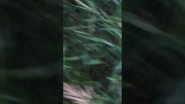 цветы