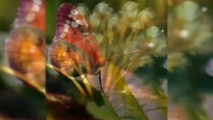 Nightwish - Last Of The Wild #нейросеть #музыка #природа #music #beautiful