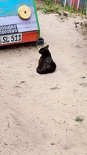 Котики у меня на работе
