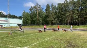 БЕБИ КОБЕЛИ / КЧК ЗАРЕЧНЫЙ 22 июня`25 Ю.Скиба Моно немецких овчарок