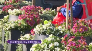 250 тысяч летних цветов высадили садовники за неделю