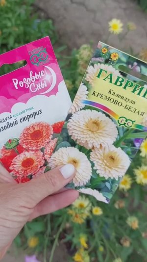 Посадила сортовую календулу, а вот что выросло.