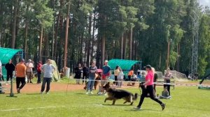 МОЛОДЫЕ КОБЕЛИ ДШ / КЧК ЗАРЕЧНЫЙ 22 июня`25 Ю.Скиба Моно немецких овчарок