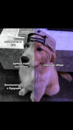 А на какой стороне ты? 🤔 #егэ #обществознание #экзамены #егэ2026 #мемы #юмор