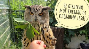 Сова Ёль негодует из-за своей пушины. Пруд из бетонного кольца получился как я хотела!