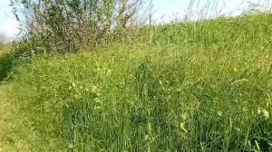 видео в всевложскский район